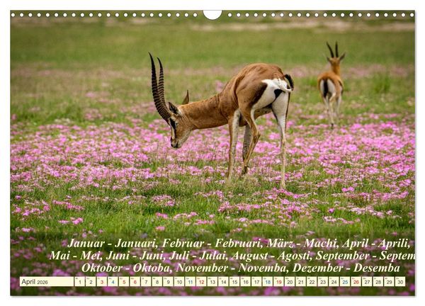 Produktbild: Jambo Kenya (Wandkalender 2026 DIN A3 quer), CALVENDO Monatskalender