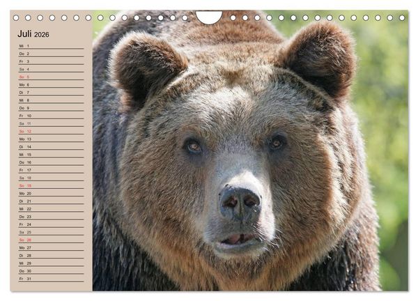 Produktbild: B&auml;ren. Unterwegs mit Meister Petz (Wandkalender 2026 DIN A4 quer), CALVENDO Monatskalender