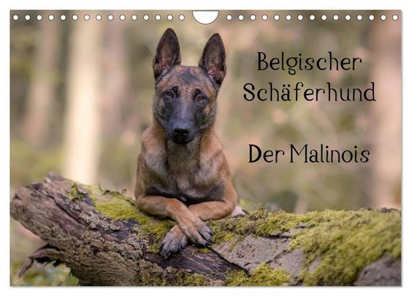 Produktbild: Belgischer Sch&auml;ferhund - Der Malinois (Wandkalender 2026 DIN A4 quer), CALVENDO Monatskalender