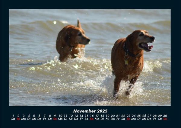 Produktbild: Der Hundekalender 2025 Fotokalender DIN A4