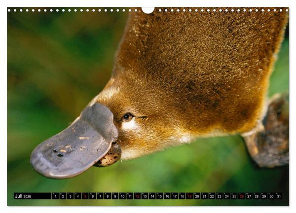Produktbild: Australiens Tierwelt (Wandkalender 2026 DIN A3 quer), CALVENDO Monatskalender