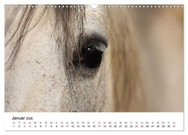 Produktbild: Pferde - im Galopp durch's Jahr 2026 (Wandkalender 2026 DIN A3 quer), CALVENDO Monatskalender