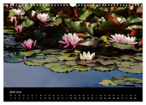 Produktbild: Wilde Bl&uuml;ten-Tr&auml;ume (Wandkalender 2026 DIN A3 quer), CALVENDO Monatskalender