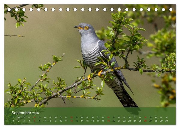 Produktbild: Kuckuck,Kuckuck,rufts aus dem Wald (Tischkalender 2026 DIN A5 quer), CALVENDO Monatskalender