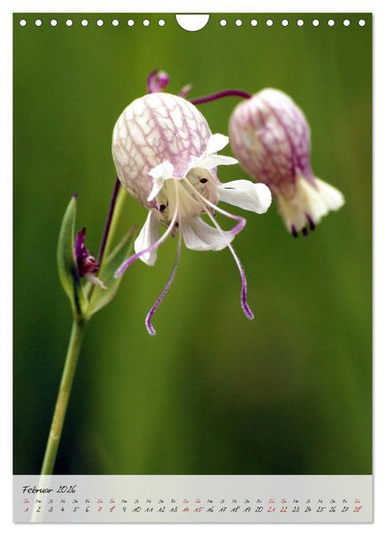 Produktbild: Florale Meisterwerke der Natur (Wandkalender 2026 DIN A4 hoch), CALVENDO Monatskalender