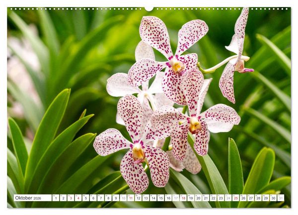 Produktbild: Orchidaceae - Orchideen (Wandkalender 2026 DIN A2 quer), CALVENDO Monatskalender