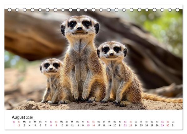 Produktbild: Erdm&auml;nnchen - klein, frech, neugierig (Tischkalender 2026 DIN A5 quer), CALVENDO Monatskalender