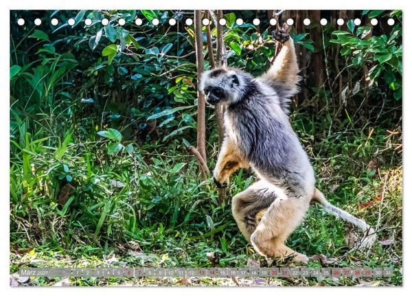 Produktbild: Wildnis Madagaskar (Tischkalender 2027 DIN A5 quer), CALVENDO Monatskalender
