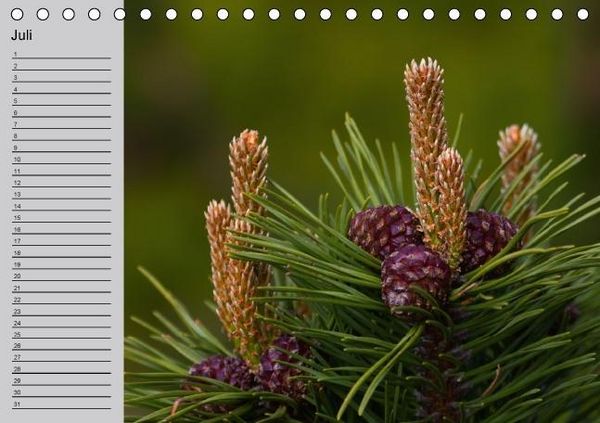 Produktbild: Waldges&auml;nge - Geburtstagskalender (Tischkalender immerw&auml;hrend DIN A5 quer)