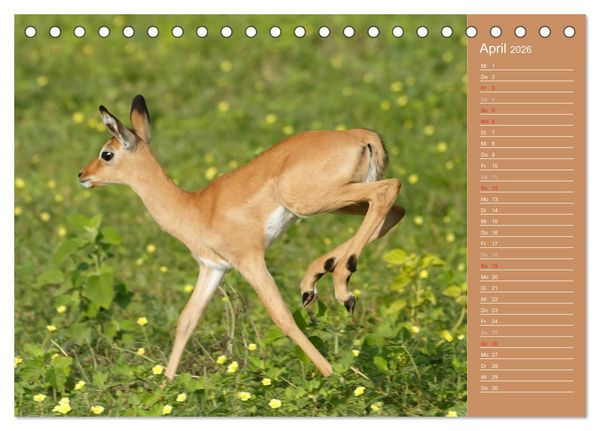 Produktbild: Afrika - Faszinierende Tierwelt (Tischkalender 2026 DIN A5 quer), CALVENDO Monatskalender