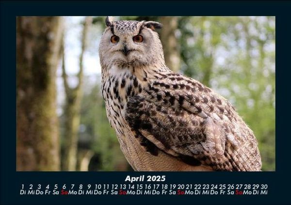 Produktbild: Welt der V&ouml;gel 2025 Fotokalender DIN A5