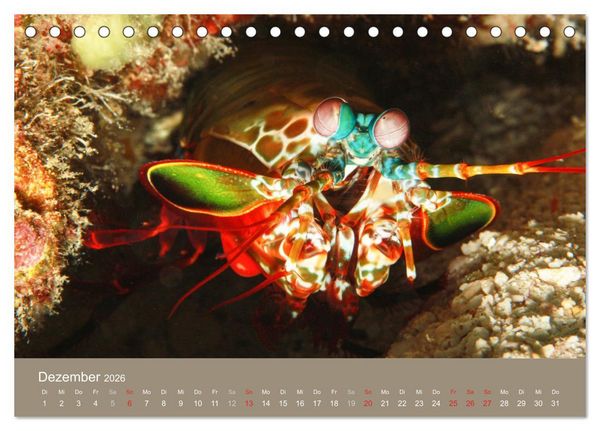 Produktbild: Meerestiere unter der Lupe - Unterwasserkalender (Tischkalender 2026 DIN A5 quer), CALVENDO Monatskalender