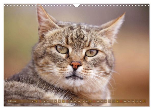 Produktbild: Katzen Afrikas (Wandkalender 2027 DIN A3 quer), CALVENDO Monatskalender