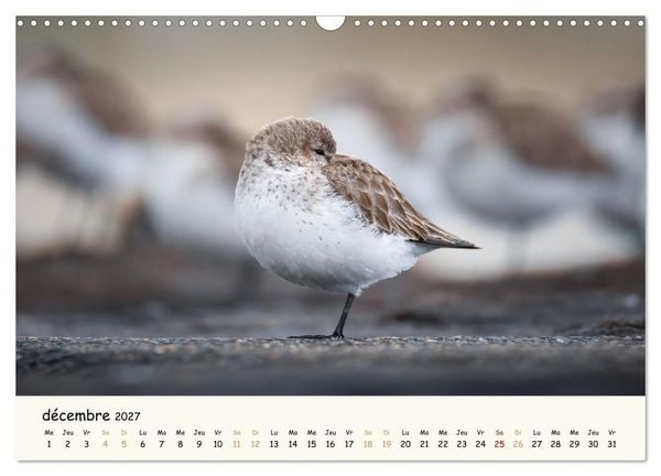 Produktbild: Chuchotements d'ailes - Une ann&eacute;e dans l'intimit&eacute; des oiseaux (Calendrier mural 2027 DIN A3 vertical), CALVENDO calendrier mensuel