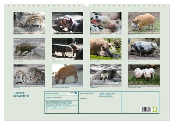 Produktbild: Tierische Schweinerei (Wandkalender 2026 DIN A2 quer), CALVENDO Monatskalender