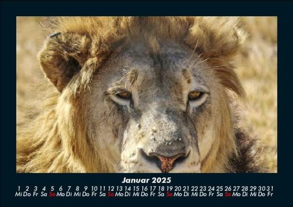 Produktbild: L&ouml;wen in der Wildnis 2025 Fotokalender DIN A5