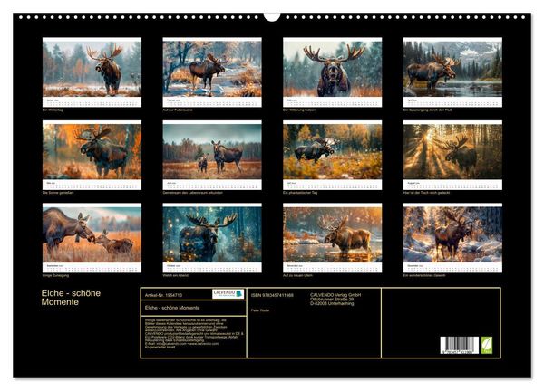 Produktbild: Elche - sch&ouml;ne Momente (Wandkalender 2026 DIN A2 quer), CALVENDO Monatskalender