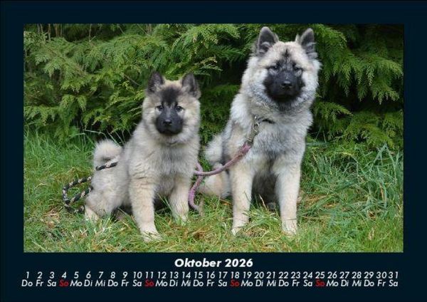 Produktbild: Hundezauber 2026 Fotokalender DIN A5