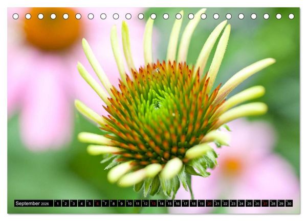 Produktbild: BLUMEN Zauber der Farben und Formen (Tischkalender 2026 DIN A5 quer), CALVENDO Monatskalender
