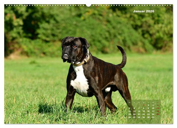 Produktbild: Einmal Boxer - immer Boxer (hochwertiger Premium Wandkalender 2026 DIN A2 quer), Kunstdruck in Hochglanz
