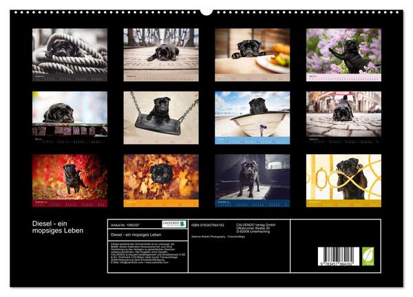 Produktbild: Diesel - ein mopsiges Leben (hochwertiger Premium Wandkalender 2026 DIN A2 quer), Kunstdruck in Hochglanz