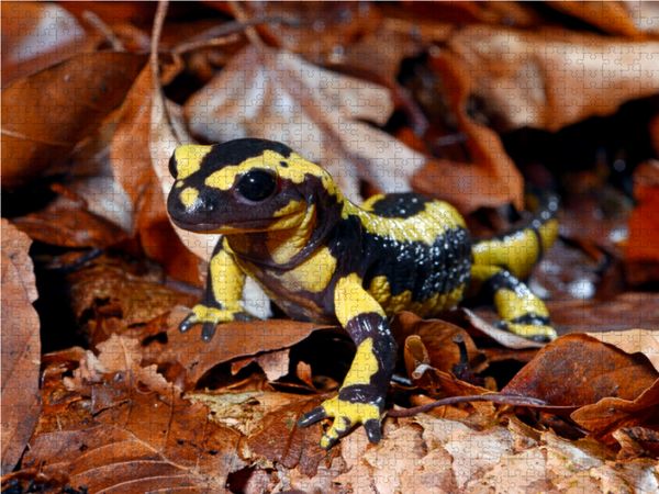 Produktbild: CALVENDO Puzzle Feuersalamander | 1000 Teile Lege-Gr&ouml;&szlig;e 64x48cm Foto-Puzzle f&uuml;r gl&uuml;ckliche Stunden