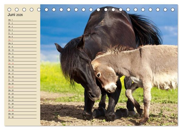 Produktbild: Beste Freunde. Bezaubernde Tierfreundschaften (Tischkalender 2026 DIN A5 quer), CALVENDO Monatskalender