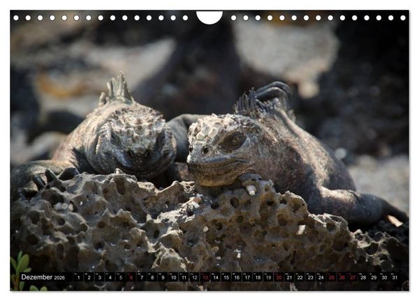 Produktbild: Leguane auf Galapagos (Wandkalender 2026 DIN A4 quer), CALVENDO Monatskalender