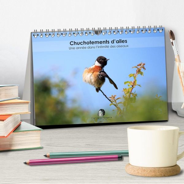 Produktbild: Chuchotements d'ailes - Une ann&eacute;e dans l'intimit&eacute; des oiseaux (Calendrier de bureau 2026 DIN A5 vertical), CALVENDO calendrier mensuel