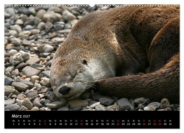Produktbild: Putzige Fischj&auml;ger (hochwertiger Premium Wandkalender 2027 DIN A2 quer), Kunstdruck in Hochglanz