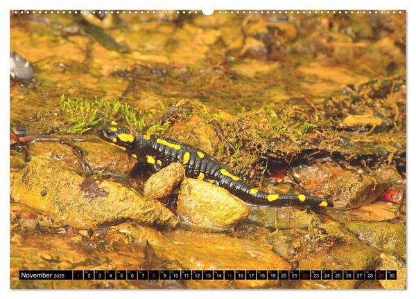 Produktbild: Im Revier der Salamander (hochwertiger Premium Wandkalender 2026 DIN A2 quer), Kunstdruck in Hochglanz