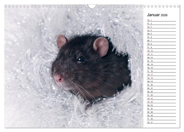 Produktbild: Ratten. Kleine Nager, gro&szlig;es Herz. (Wandkalender 2026 DIN A3 quer), CALVENDO Monatskalender