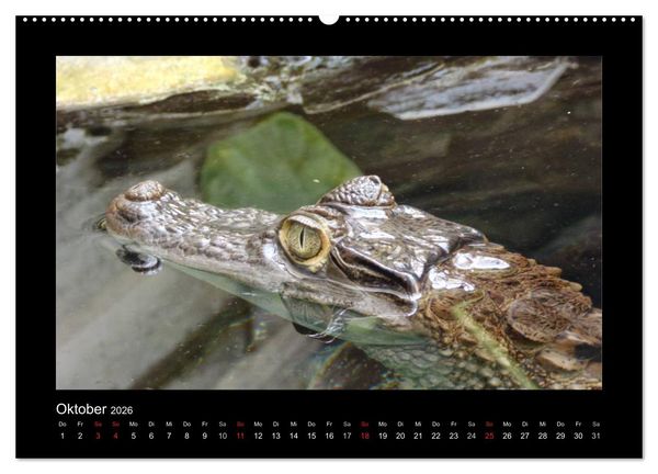 Produktbild: Faszinierende Reptilien (Wandkalender 2026 DIN A2 quer), CALVENDO Monatskalender