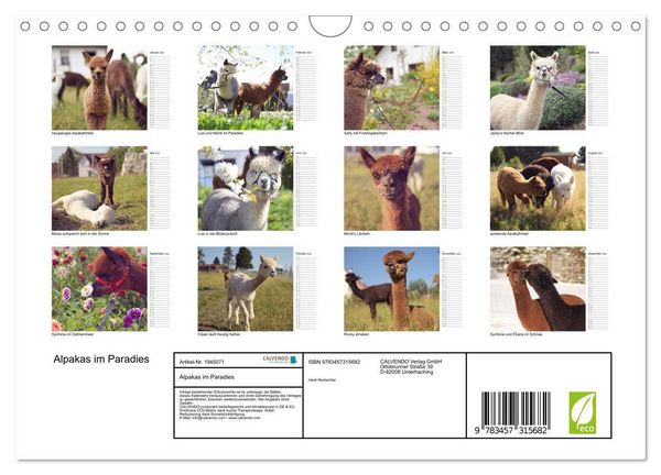 Produktbild: Alpakas im Paradies (Wandkalender 2026 DIN A4 quer), CALVENDO Monatskalender