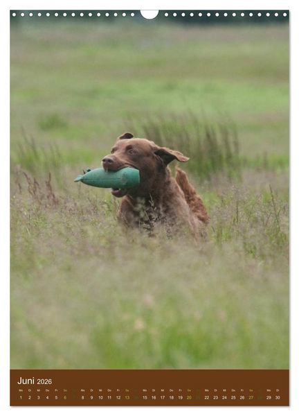 Produktbild: Chesapeake Bay Retriever 2026 (Wandkalender 2026 DIN A3 hoch), CALVENDO Monatskalender
