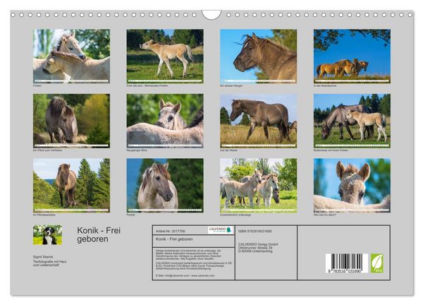 Produktbild: Konik - Frei geboren (Wandkalender 2026 DIN A3 quer), CALVENDO Monatskalender