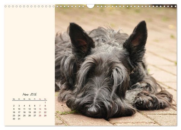 Produktbild: Scottish Terrier - Charmantes Rauhbein (Wandkalender 2026 DIN A3 quer), CALVENDO Monatskalender