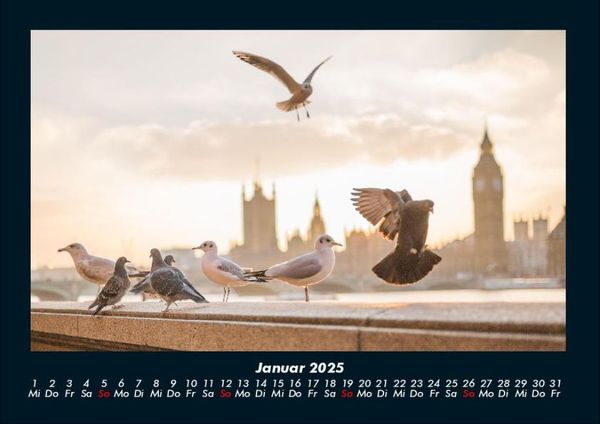 Produktbild: M&ouml;wen 2025 Fotokalender DIN A4
