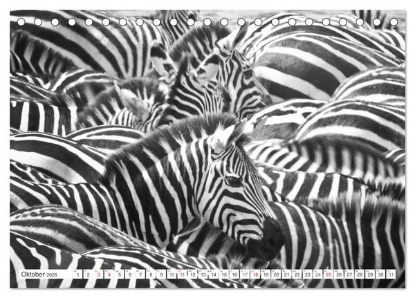 Produktbild: Emotionale Momente: Zebras - black & white. (Tischkalender 2026 DIN A5 quer), CALVENDO Monatskalender