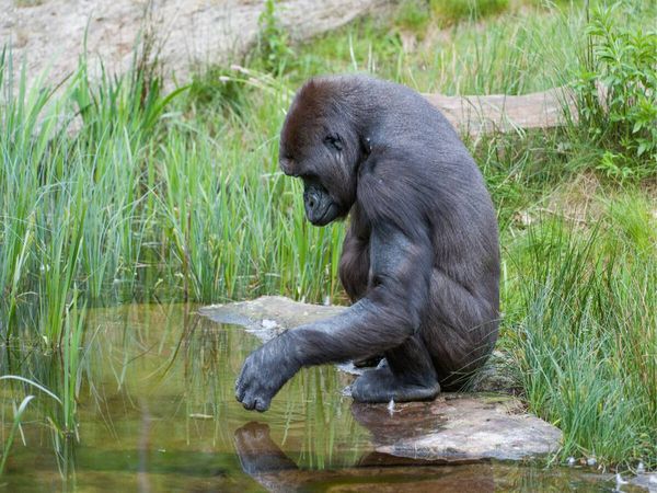 Produktbild: CALVENDO Puzzle Gorilla | 1000 Teile Lege-Gr&ouml;&szlig;e 64x48cm Foto-Puzzle f&uuml;r gl&uuml;ckliche Stunden