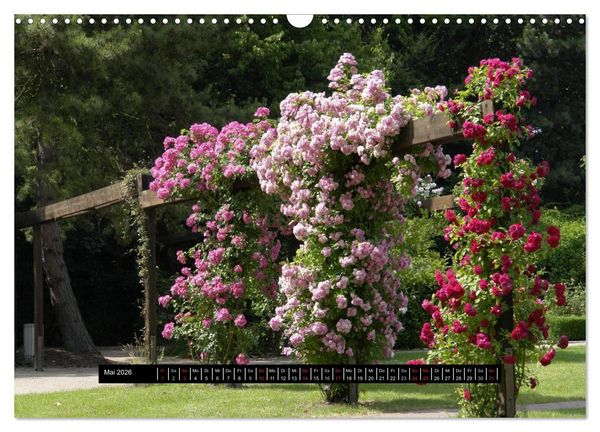 Produktbild: Rosen - Parade (Wandkalender 2026 DIN A3 quer), CALVENDO Monatskalender
