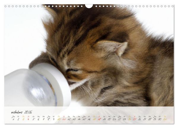 Produktbild: Chatons trop mignons (Calendrier mural 2026 DIN A3 vertical), CALVENDO calendrier mensuel