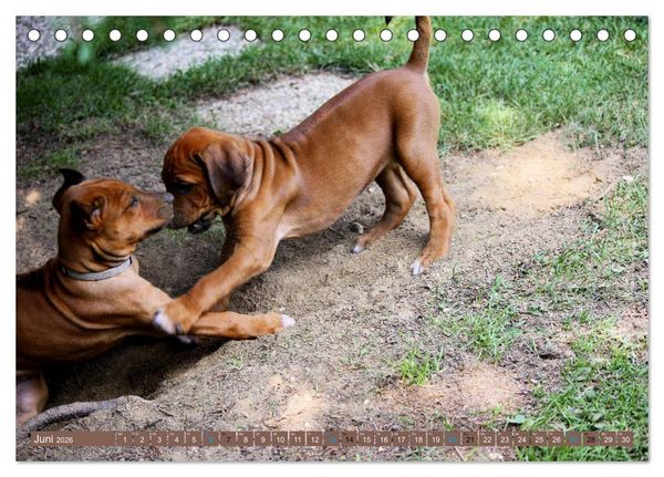 Produktbild: Rhodesian Ridgeback - eine Liebe f&uuml;rs Leben (Tischkalender 2026 DIN A5 quer), CALVENDO Monatskalender