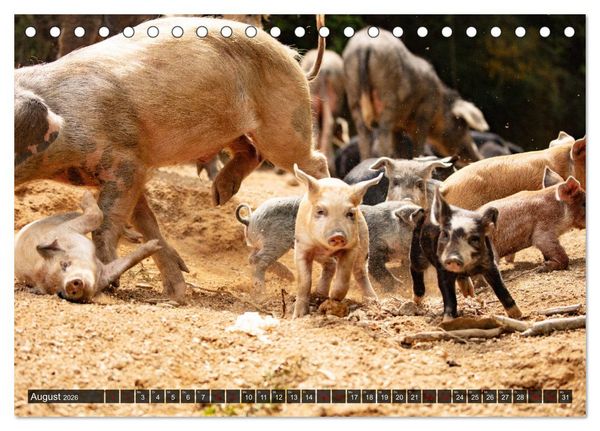 Produktbild: Korsika - s&uuml;&szlig;e, wilde Schweinchen (Tischkalender 2026 DIN A5 quer), CALVENDO Monatskalender