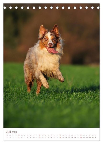 Produktbild: Australian Shepherds (Tischkalender 2026 DIN A5 hoch), CALVENDO Monatskalender
