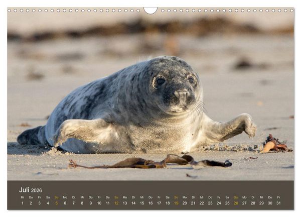 Produktbild: Robben auf der Helgol&auml;nder D&uuml;ne (Wandkalender 2026 DIN A3 quer), CALVENDO Monatskalender