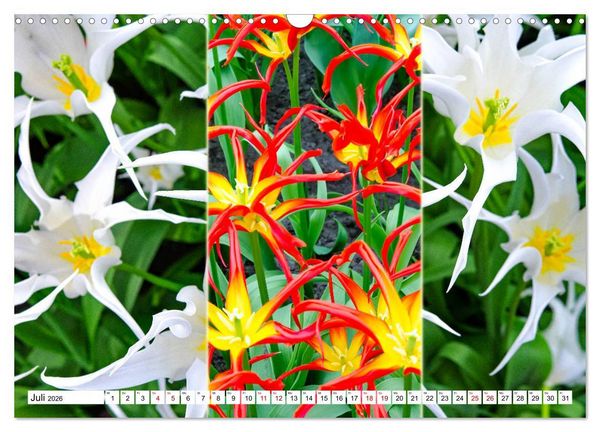 Produktbild: Tulpen - kunterbunte Collagen (Wandkalender 2026 DIN A3 quer), CALVENDO Monatskalender