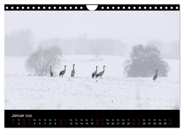 Produktbild: Naturwunder Norddeutschlands (Wandkalender 2026 DIN A4 quer), CALVENDO Monatskalender