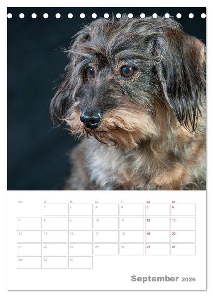 Produktbild: Dackelportraits (Tischkalender 2026 DIN A5 hoch), CALVENDO Monatskalender