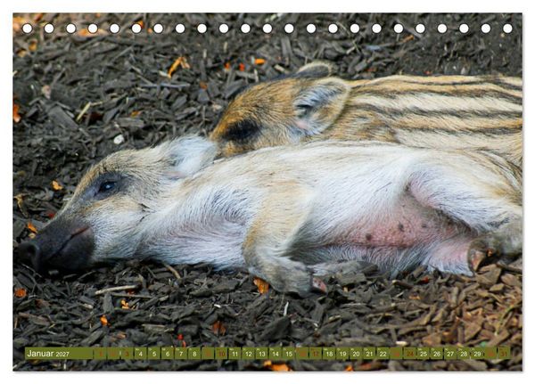 Produktbild: Wildschweins Kinderstube - Freche Frischlinge (Tischkalender 2027 DIN A5 quer), CALVENDO Monatskalender